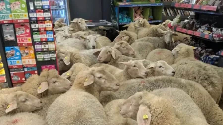Video: Ovejas invaden un supermercado en Alemania