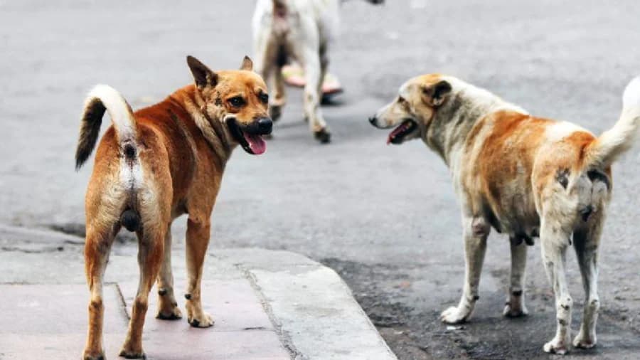 Video: Sujeto atropella a perritos en Cananea, Sonora