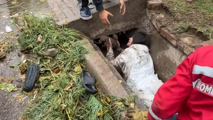 Video: Mujer se mete a un drenaje para salvar una perrita y sus cachorros en Argentina