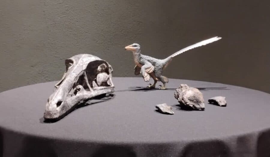 Descubren fósil de una nueva especie de dinosaurio en Coahuila: vivió hace 74 millones de años