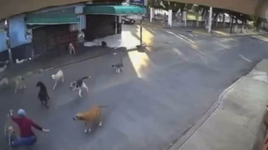 Video: Hospitalizan a mujer de la tercera edad tras ataque de jauría de perros en Cuautla, Morelos