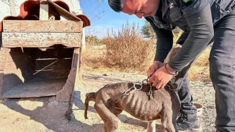 Rescatan a perrito víctima de maltrato y abandono en Querétaro