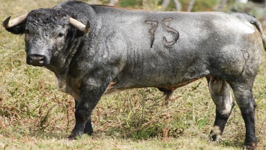 Fallece adulto mayor tras ser embestido por un toro en Tlaxcala