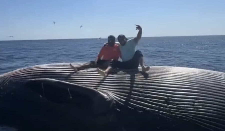 Video: Pescadores ebrios se suben a una ballena muerta para tomarse fotos en Estados Unidos