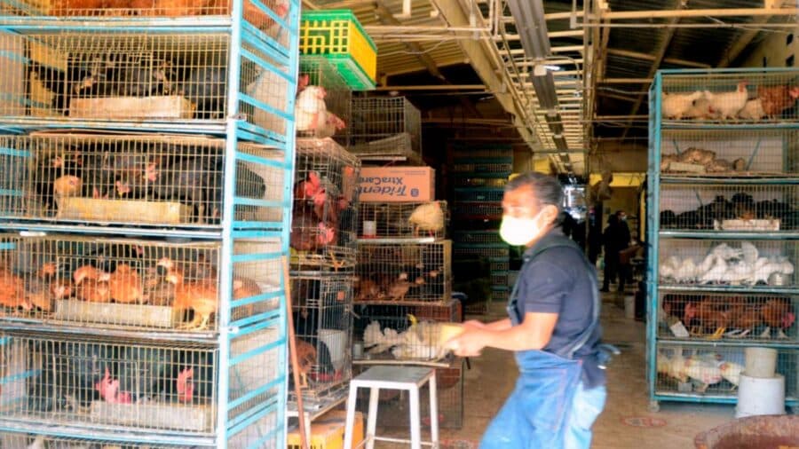 Denuncian comerciantes que cierre del Mercado de Sonora fomentará la venta clandestina de animales en CDMX