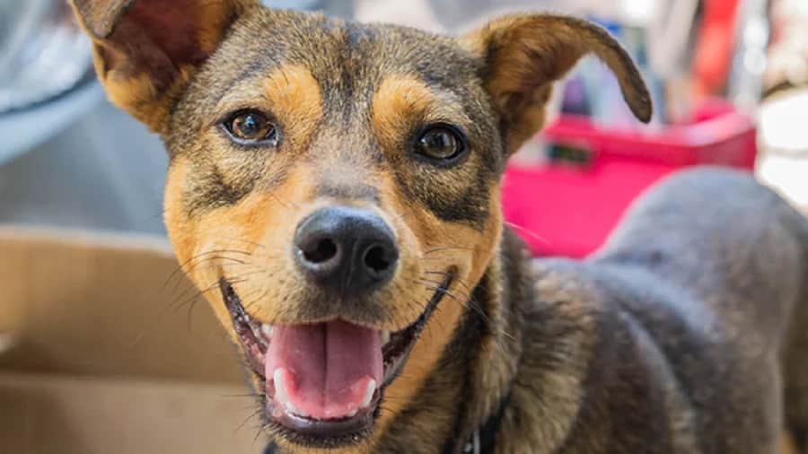 Denuncian que una perrita fue atacada con machete en Chiapas