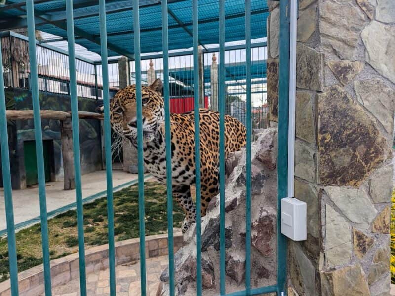 Rescatan a dos jaguares y dos cachorros de tigre de bengala de predio en Querétaro
