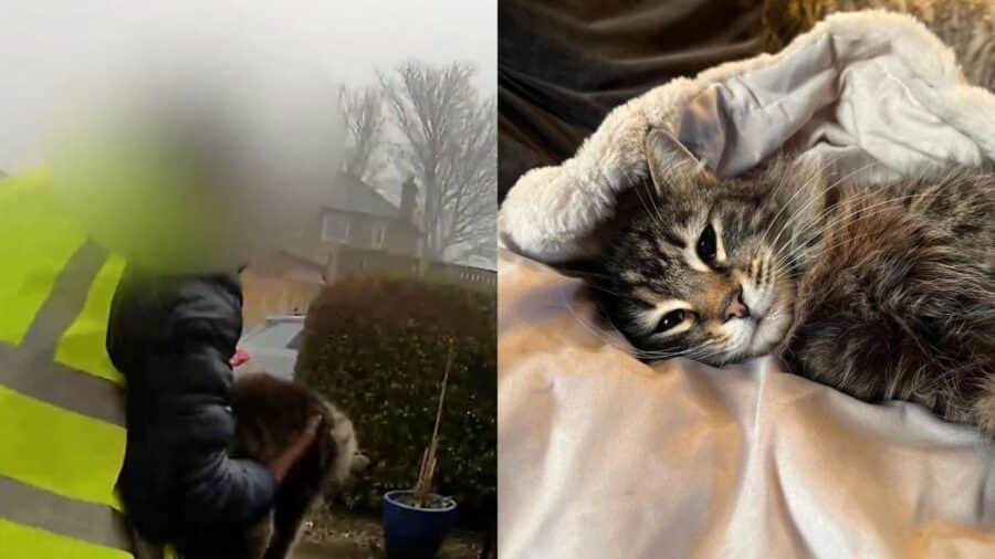 Video: Repartidor de Amazon se roba a una gatita tras entregar un paquete en Inglaterra