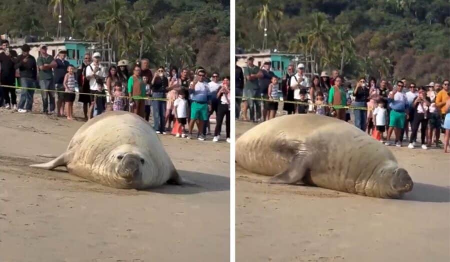 Video: Inesperada visita de un elefante marino causa asombro en playas de Compostela, Nayarit