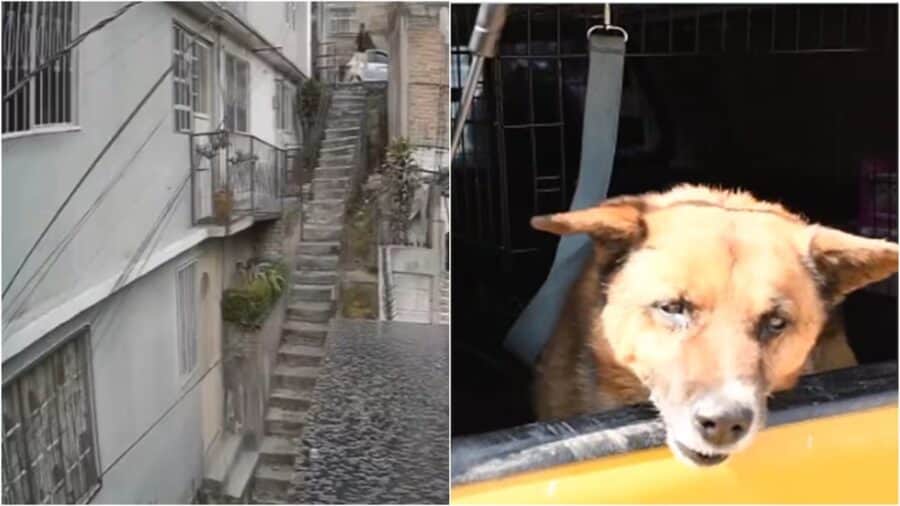 Video: Perrito es arrojado por escaleras de 10 metros en Naucalpan, Edomex
