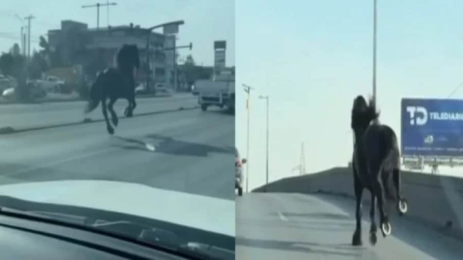 Video: Caballo escapa y corre por una avenida en Monterrey, Nuevo León