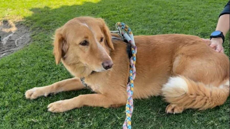 Denuncian que una perrita fue abusada en Argentina