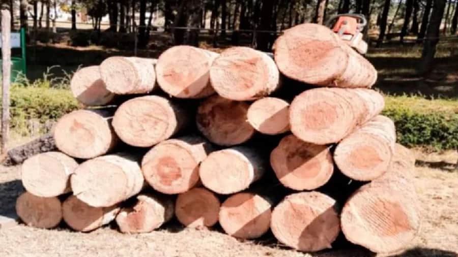 Decomisan 90 troncos de madera talados ilegalmente en los límites de Puebla y Tlaxcala