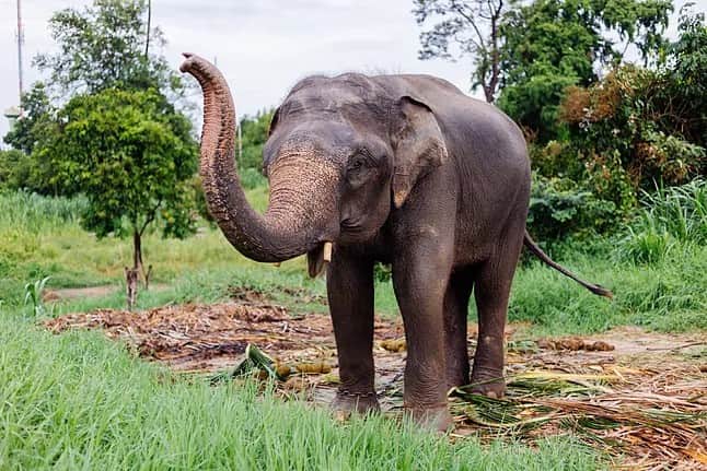 Muere turista tras ser atacado por un elefante en un parque nacional de Tailandia