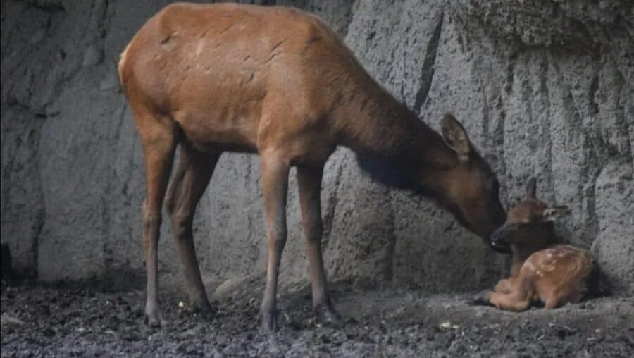 Confirman casos de ciervos rojos infestados con la plaga de gusano barrenador en Yucatán