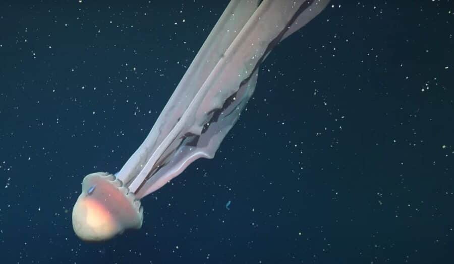 Video: Descubren medusa gigante del tamaño de un camión en Argentina