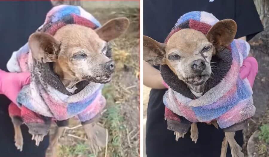 Video: Fallece perro Chihuahua de la tercera edad abandonado en Edomex