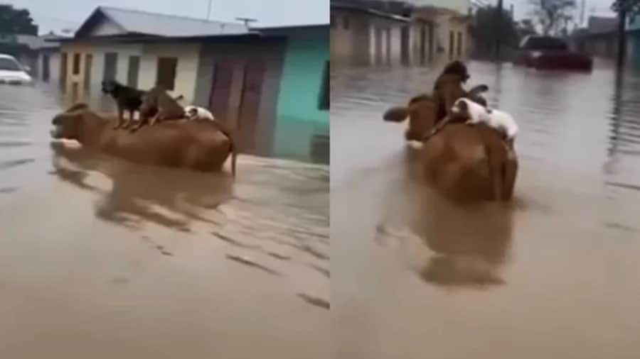 Video: Perritos se suben a una vaca para no ahogarse durante inundaciones en Colombia