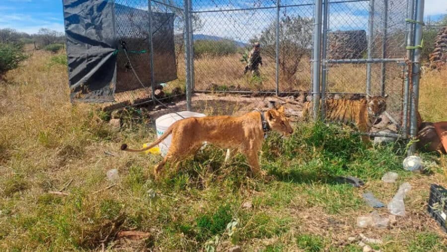 Video: Rescatan a leona y tigre abandonados en Michoacán