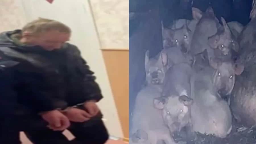 Sujeto es condenado a 23 años de cárcel por matar a una menor y arrojarla a cerdos en Rusia