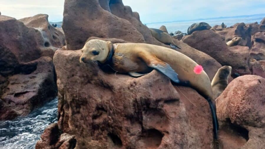 Rescata Profepa a cinco lobos marinos enmallados en Baja California Sur