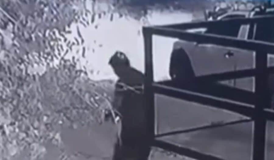 Video: Vendedores ambulantes asesinan a perro a golpes en Nuevo León