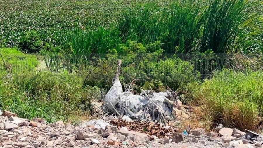 Yegua muere ahogada tras caer a una laguna en Ciudad Madero, Tamaulipas
