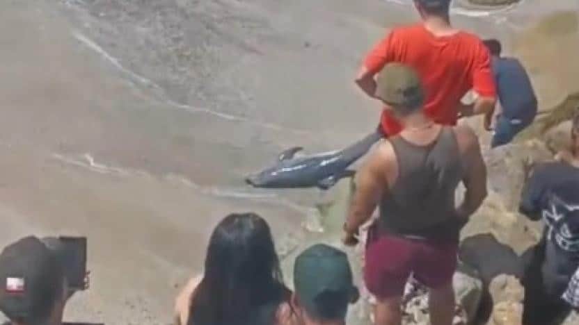 Video: Muere delfín tras ser manipulado por turistas en una playa de Ecuador