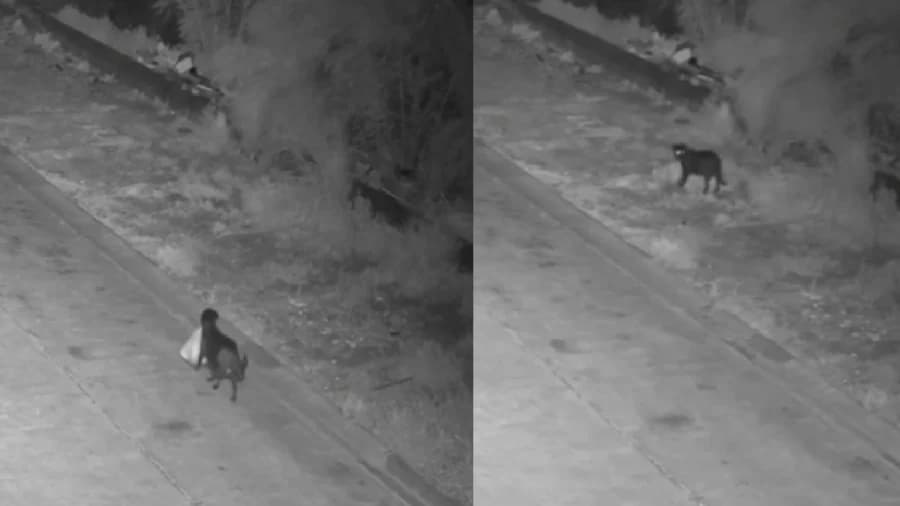 Video: Hombre entrena a perrito para que arroje basura en calles de Italia