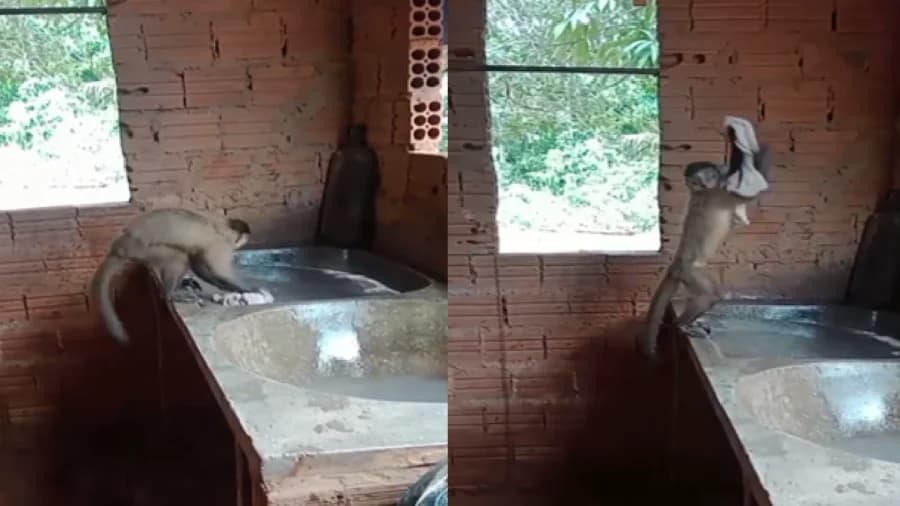 Video: Mujer enseña a un mono a lavar ropa en Brasil