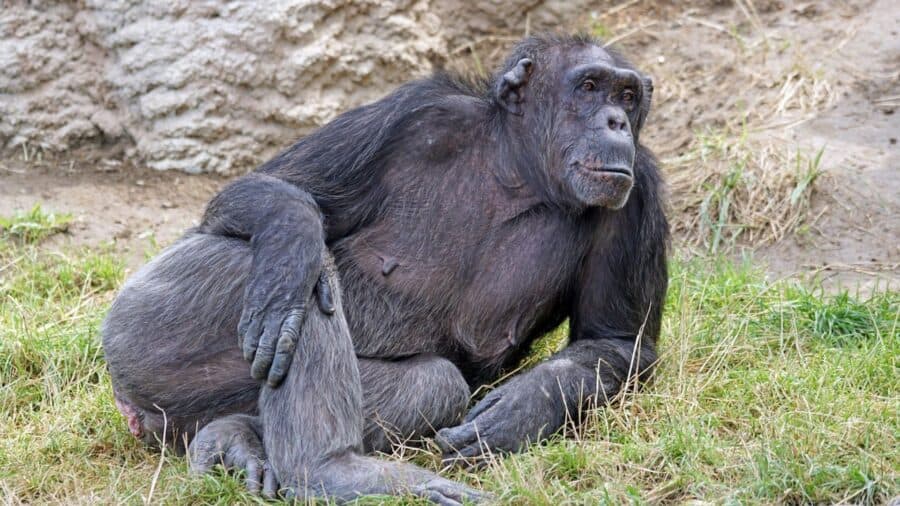 Estudio revela que chimpancés se emborrachan al igual que los humanos