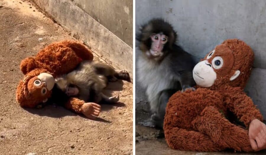 Video: Intentaron cambiarle su peluche a "Punch", el mono de Japón, pero no lo permitió