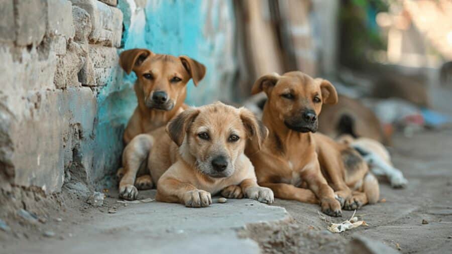 Rescatan a cinco perritos maltratados en Nuevo León