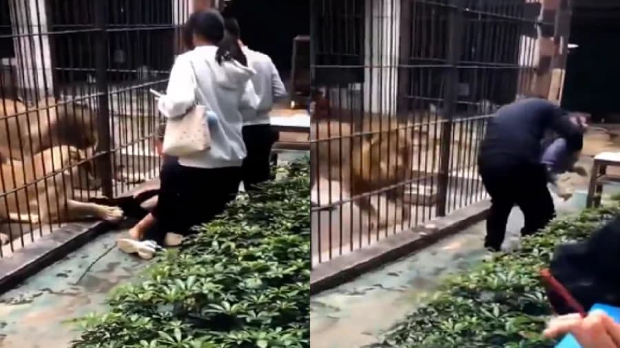 Video: Niña es atacada por una leona en un zoológico de China
