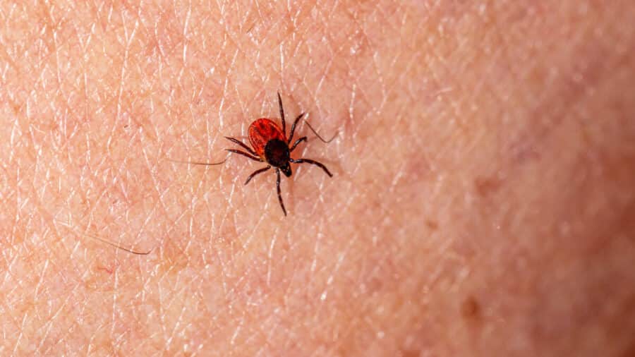 Confirman muerte de niña de ocho años por picadura de garrapata en Ensenada, Baja California