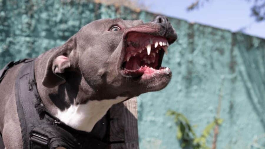 Mujer es atacada por su propio pitbull en Nogales, Sonora