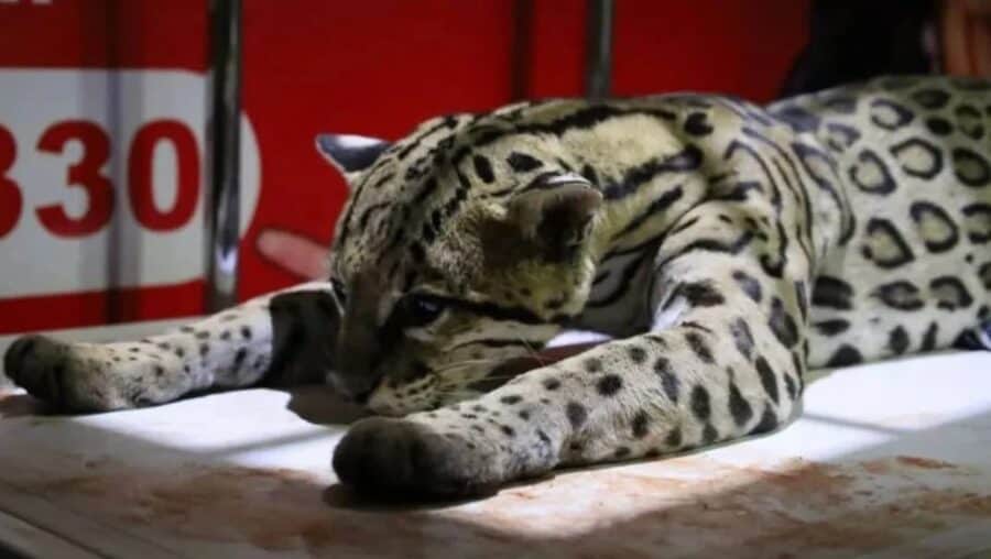 Rescatan a tigrillo que deambulaba en la calle tras ser atropellando en Oaxaca