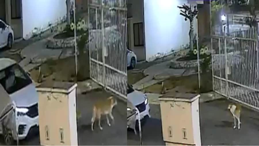 Video: Mujer intenta atropellar a un perrito en Tehuacán, Puebla