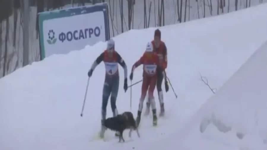 Video: Perrito provoca accidente en una carrera de esquí en Rusia