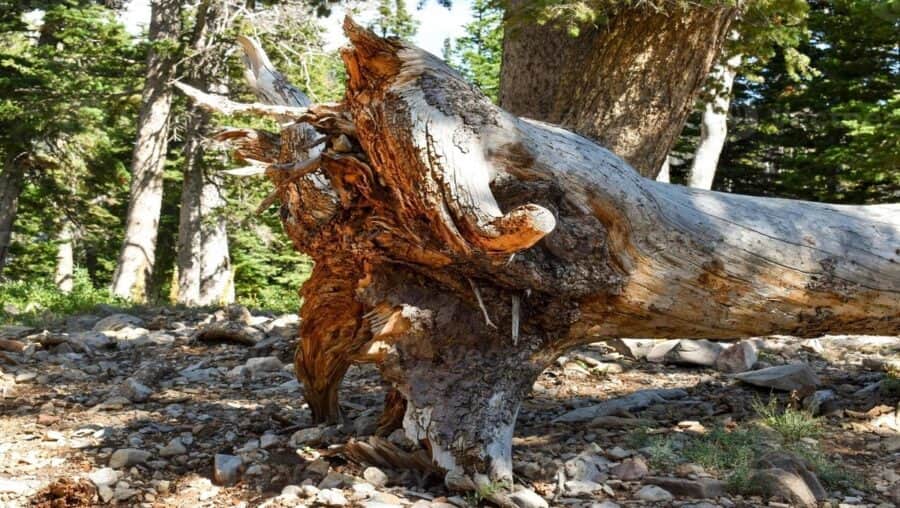 Fallece hombre tras caerle un árbol encima en Durango