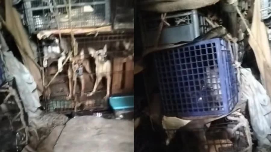 Video: Rescatan perros y gatos que eran usados en rituales de santería en Matamoros, Tamaulipas