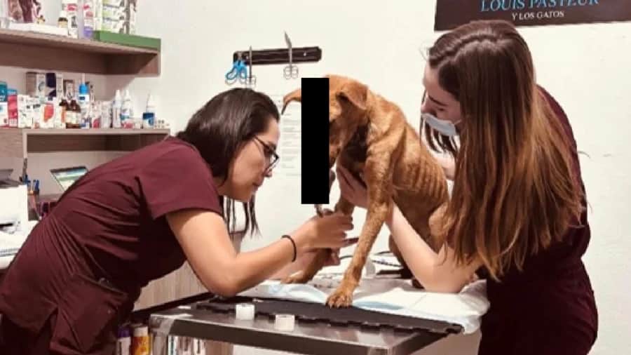 Perrita muere tras ataque con machete en San José Iturbide, Guanajuato