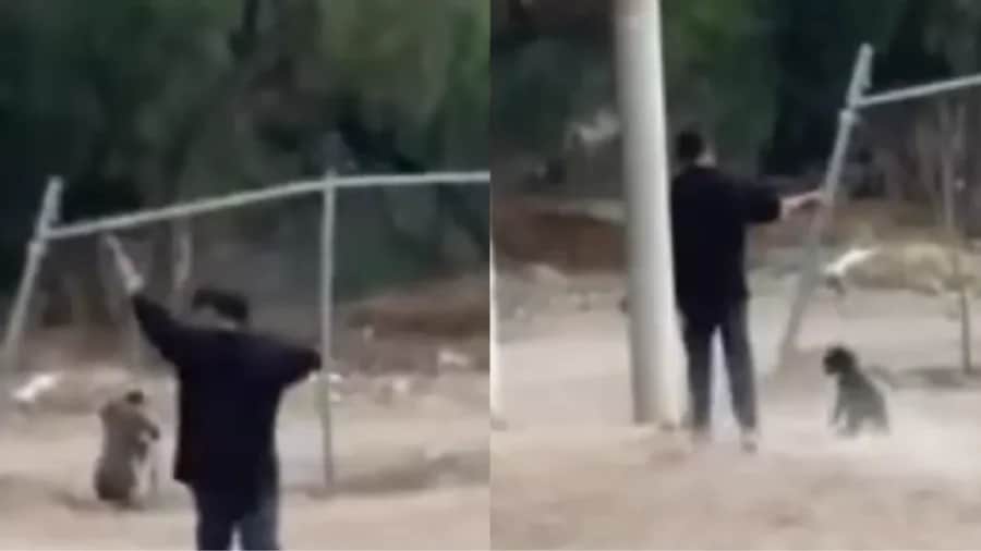 Video: Sujeto golpea a perrito contra el suelo en Aguascalientes