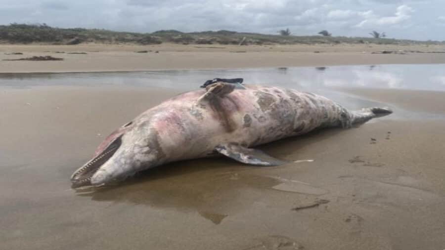 Muere delfín tras derrame de hidrocarburo en playas de Veracruz