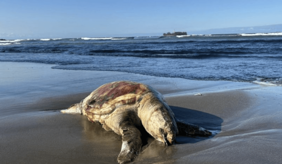 Hallan tortuga muerta y analizan posible vínculo con derrame petrolero en Boca del Río, Veracruz