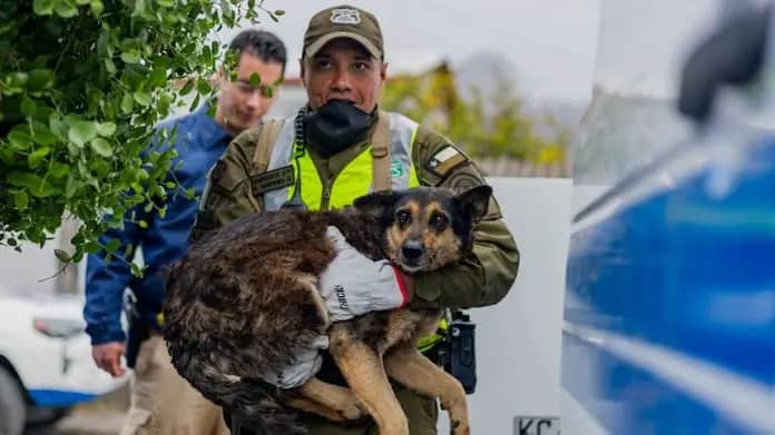Mueren tres perritos en un incendio domiciliario en la CDMX