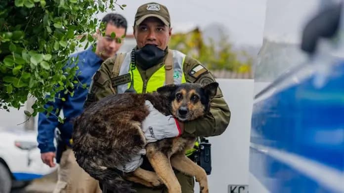 Mueren tres perritos en un incendio domiciliario en la CDMX