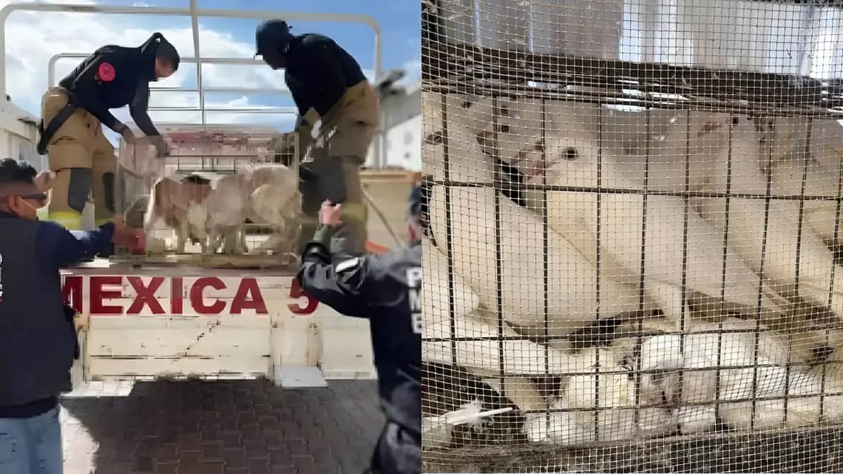 Rescatan a más de 700 animales hacinados en una vivienda vinculada a “Los 300” en Ecatepec, Edomex