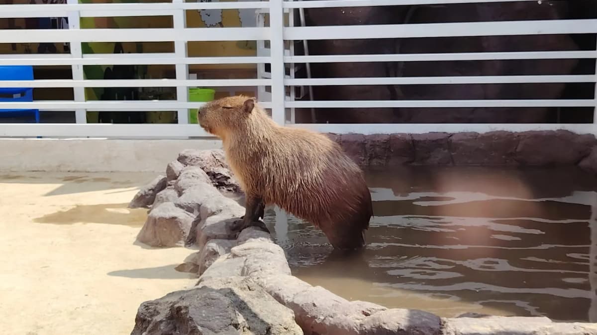 Video: Convive con capibaras y dales de comer en la Cdmx
