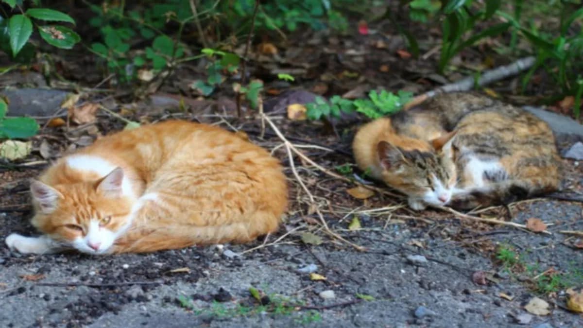 Abandonan gatitos en una bolsa de basura en Celaya, Guanajuato